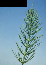 equisetum_arv.jpg