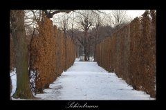 schoenbrunn.jpg