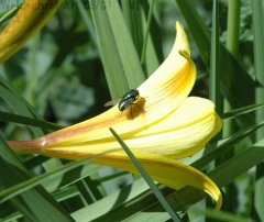 Fliege Blume gelb.jpg