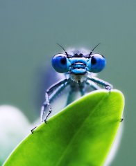 portrait_of_a_dragonfly_by_Dementor3D.jpg