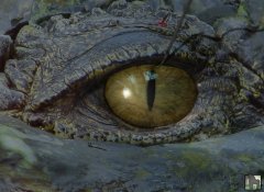 CrocoEye1-web.jpg