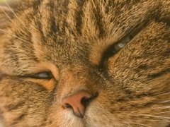 Kater-closeup.jpg