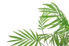 palm.png